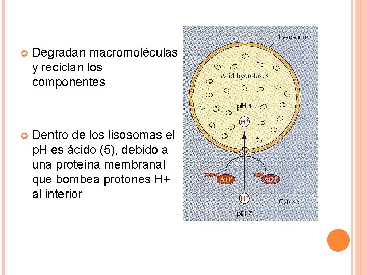  Degradan macromoléculas y reciclan los componentes Dentro de los lisosomas el p. H