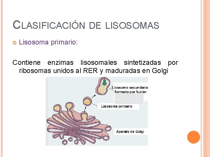 CLASIFICACIÓN DE LISOSOMAS Lisosoma primario: Contiene enzimas lisosomales sintetizadas por ribosomas unidos al RER
