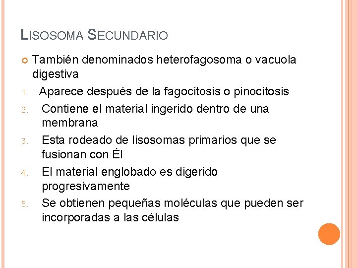 LISOSOMA SECUNDARIO También denominados heterofagosoma o vacuola digestiva 1. Aparece después de la fagocitosis