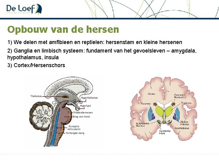 Opbouw van de hersen 1) We delen met amfibieen en reptielen: hersenstam en kleine