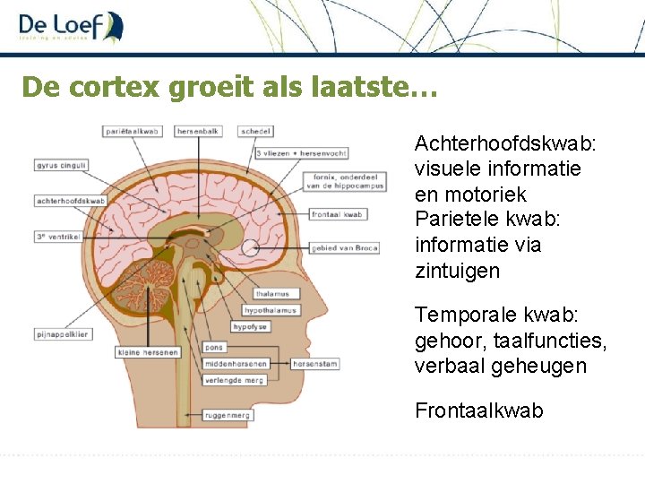 De cortex groeit als laatste… Achterhoofdskwab: visuele informatie en motoriek Parietele kwab: informatie via