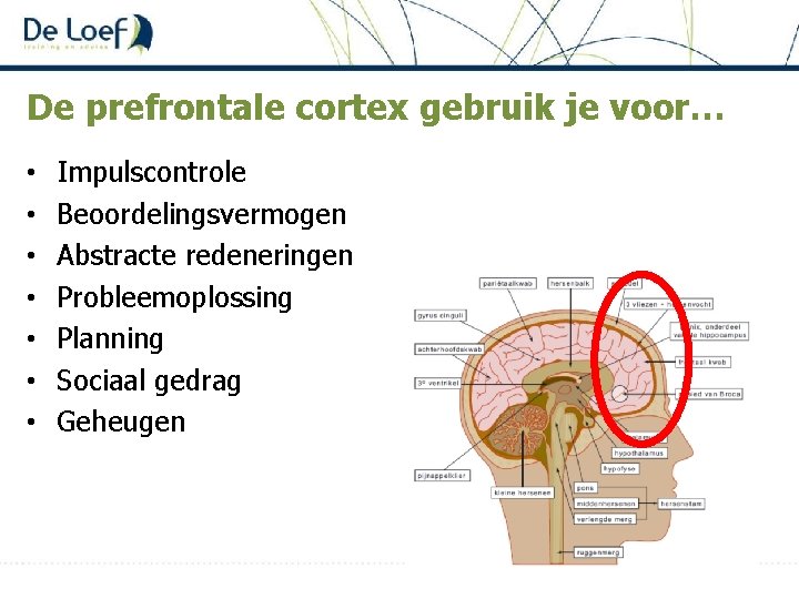 De prefrontale cortex gebruik je voor… • • Impulscontrole Beoordelingsvermogen Abstracte redeneringen Probleemoplossing Planning