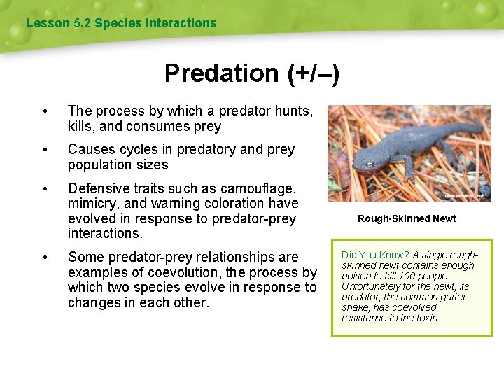 Lesson 5. 2 Species Interactions Predation (+/–) • The process by which a predator