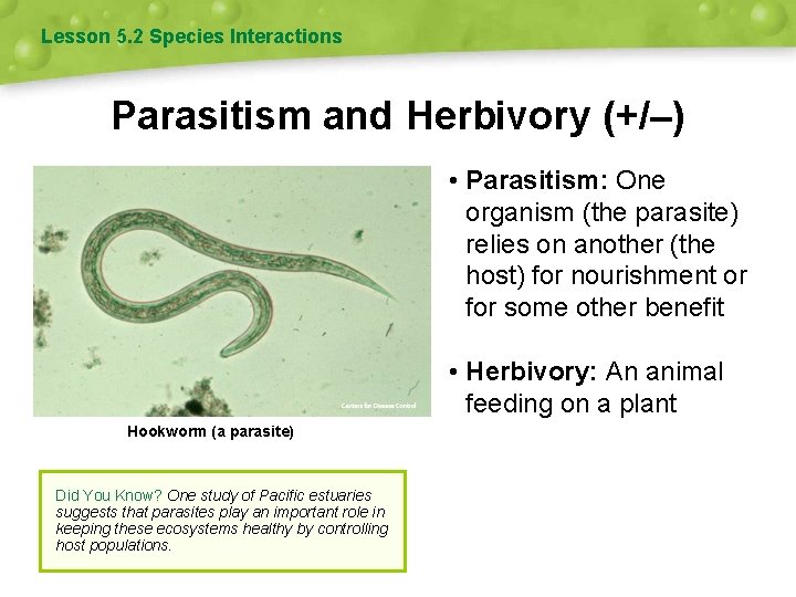 Lesson 5. 2 Species Interactions Parasitism and Herbivory (+/–) • Parasitism: One organism (the Lesson 5. 2 Species Interactions Parasitism and Herbivory (+/–) • Parasitism: One organism (the