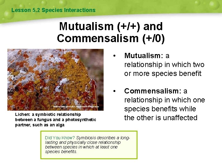 Lesson 5. 2 Species Interactions Mutualism (+/+) and Commensalism (+/0) Lichen: a symbiotic relationship Lesson 5. 2 Species Interactions Mutualism (+/+) and Commensalism (+/0) Lichen: a symbiotic relationship
