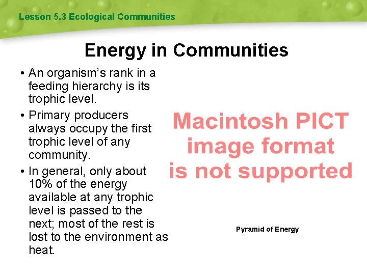 Lesson 5. 3 Ecological Communities Energy in Communities • An organism’s rank in a