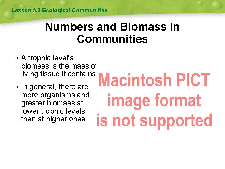 Lesson 5. 3 Ecological Communities Numbers and Biomass in Communities • A trophic level’s