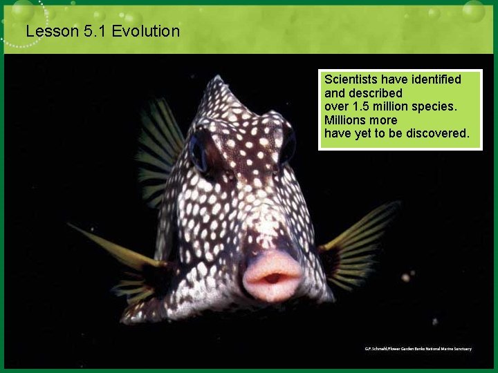 Lesson 5. 1 Evolution Scientists have identified and described over 1. 5 million species.