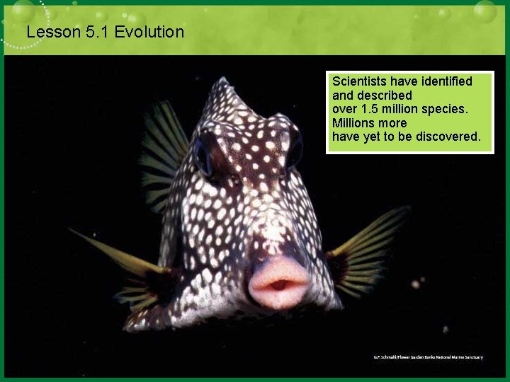 Lesson 5. 1 Evolution Scientists have identified and described over 1. 5 million species. Lesson 5. 1 Evolution Scientists have identified and described over 1. 5 million species.