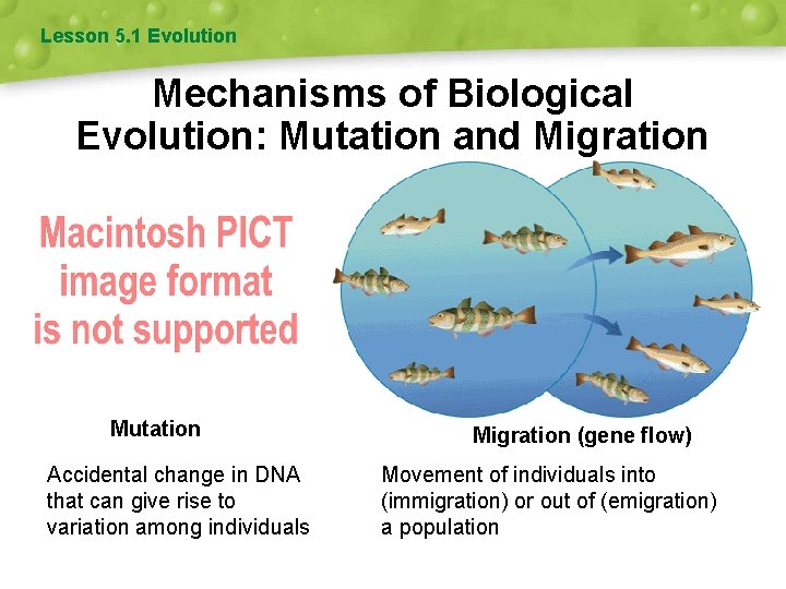 Lesson 5. 1 Evolution Mechanisms of Biological Evolution: Mutation and Migration Mutation Accidental change