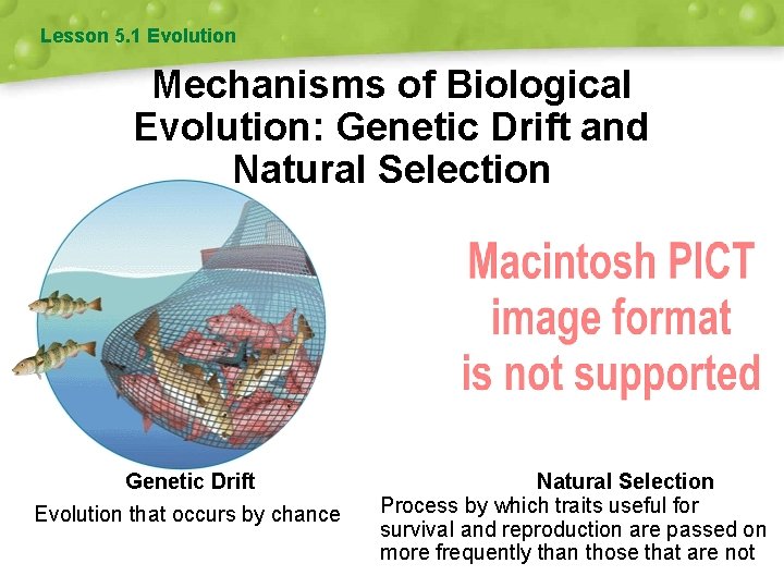 Lesson 5. 1 Evolution Mechanisms of Biological Evolution: Genetic Drift and Natural Selection Genetic
