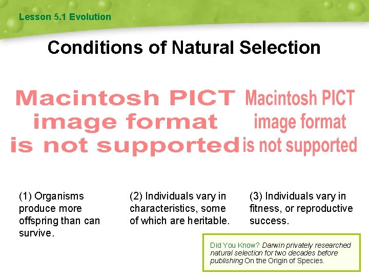 Lesson 5. 1 Evolution Conditions of Natural Selection (1) Organisms produce more offspring than