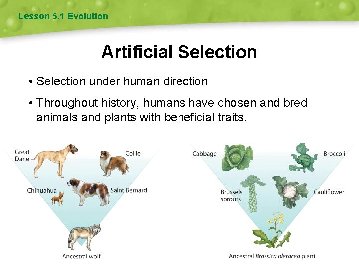 Lesson 5. 1 Evolution Artificial Selection • Selection under human direction • Throughout history, Lesson 5. 1 Evolution Artificial Selection • Selection under human direction • Throughout history,
