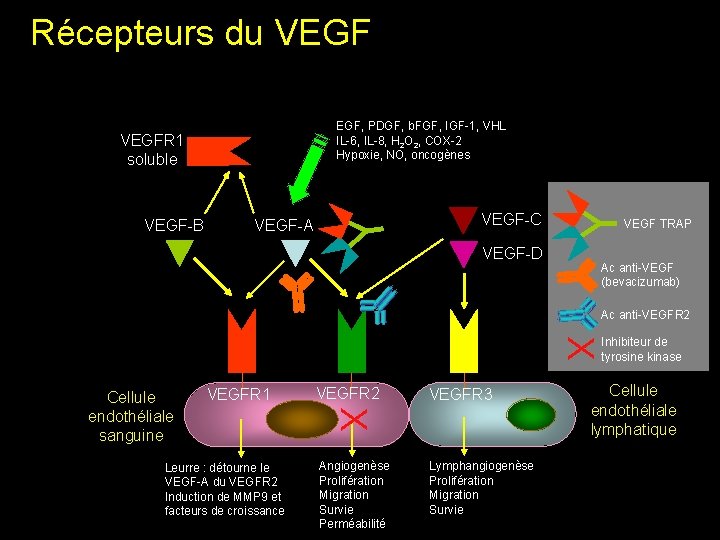Récepteurs du VEGF-B VEGF-A VEGF-C Y VEGFR 1 soluble Y EGF, PDGF, b. FGF,