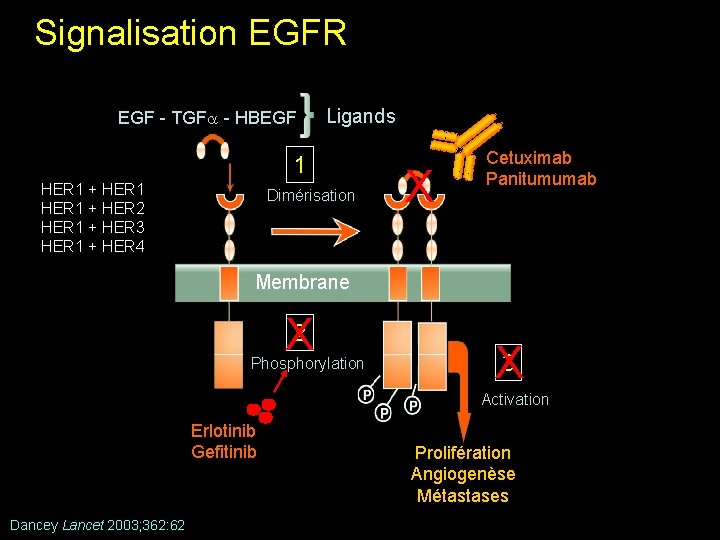 Signalisation EGFR EGF - TGF - HBEGF Ligands 1 HER 1 + HER 2