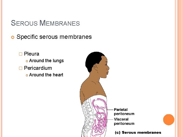 SEROUS MEMBRANES Specific serous membranes � Pleura Around the lungs � Pericardium Around the