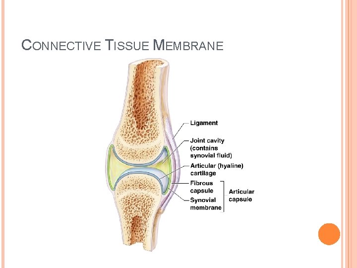 CONNECTIVE TISSUE MEMBRANE 