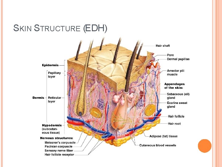 SKIN STRUCTURE (EDH) 