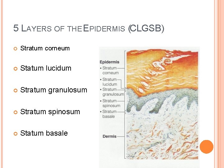 5 LAYERS OF THE EPIDERMIS (CLGSB) Stratum corneum Statum lucidum Stratum granulosum Stratum spinosum