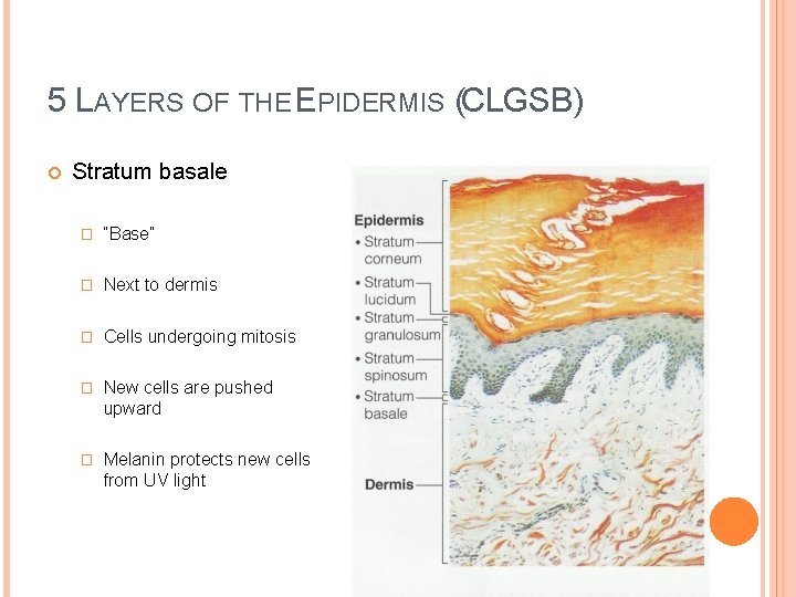 5 LAYERS OF THE EPIDERMIS (CLGSB) Stratum basale � “Base” � Next to dermis