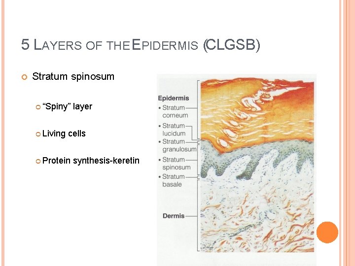 5 LAYERS OF THE EPIDERMIS (CLGSB) Stratum spinosum “Spiny” Living layer cells Protein synthesis-keretin