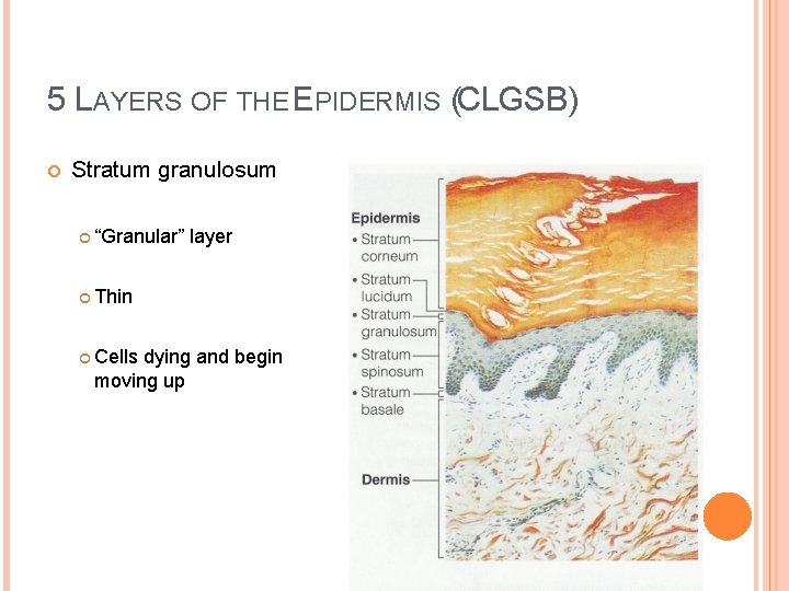 5 LAYERS OF THE EPIDERMIS (CLGSB) Stratum granulosum “Granular” layer Thin Cells dying and