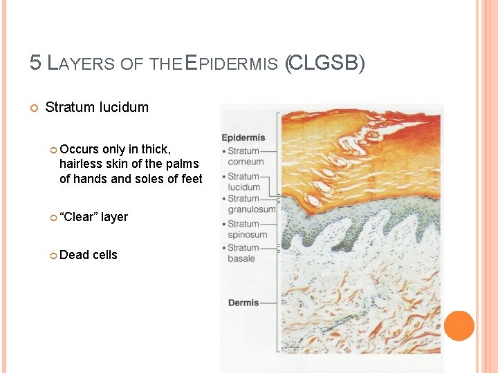 5 LAYERS OF THE EPIDERMIS (CLGSB) Stratum lucidum Occurs only in thick, hairless skin