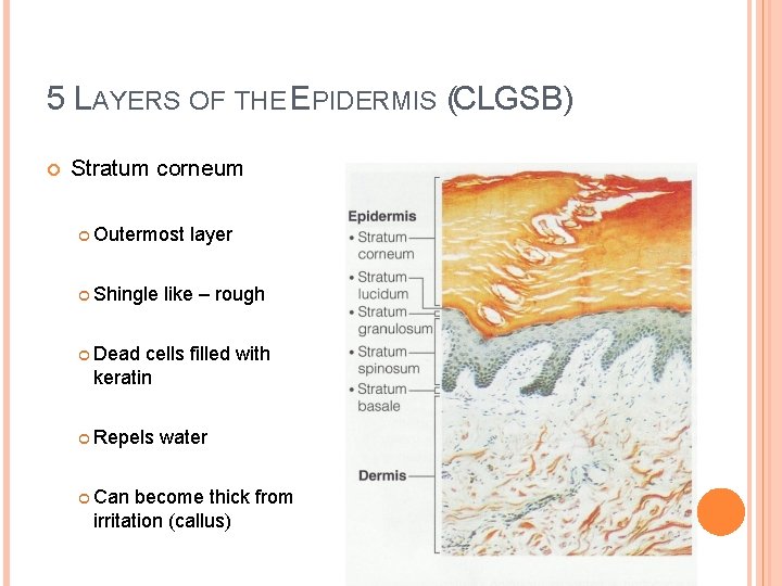 5 LAYERS OF THE EPIDERMIS (CLGSB) Stratum corneum Outermost Shingle layer like – rough