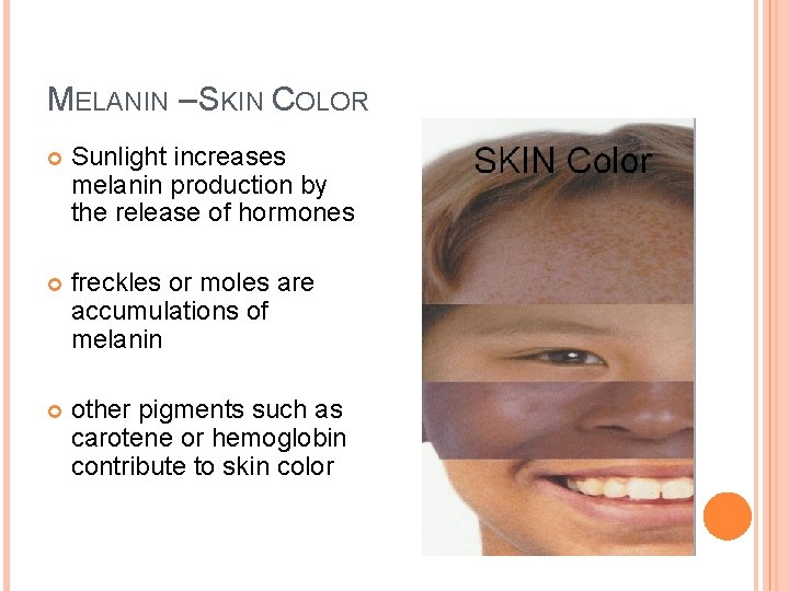 MELANIN – SKIN COLOR Sunlight increases melanin production by the release of hormones freckles