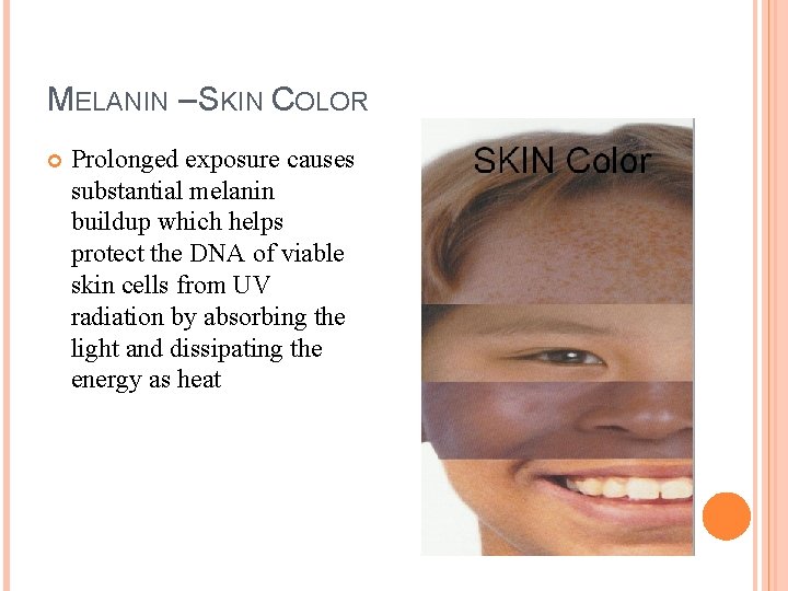 MELANIN – SKIN COLOR Prolonged exposure causes substantial melanin buildup which helps protect the