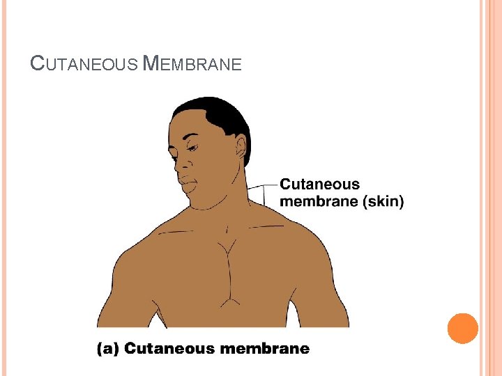 CUTANEOUS MEMBRANE 