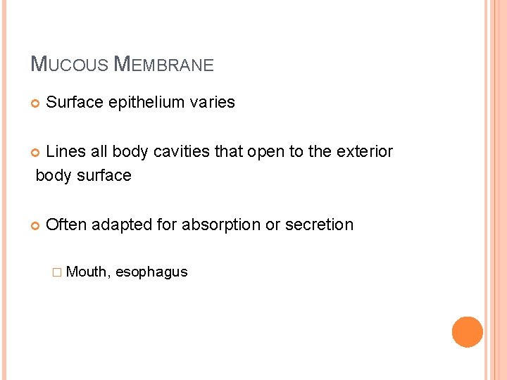 MUCOUS MEMBRANE Surface epithelium varies Lines all body cavities that open to the exterior