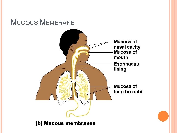 MUCOUS MEMBRANE 