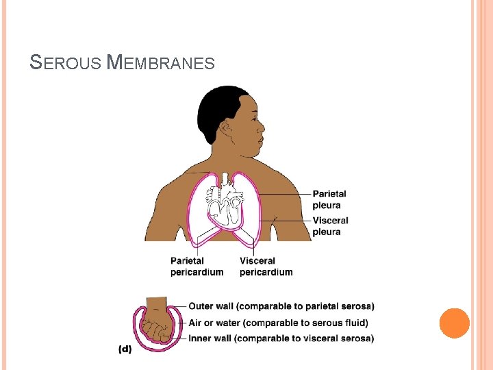 SEROUS MEMBRANES 