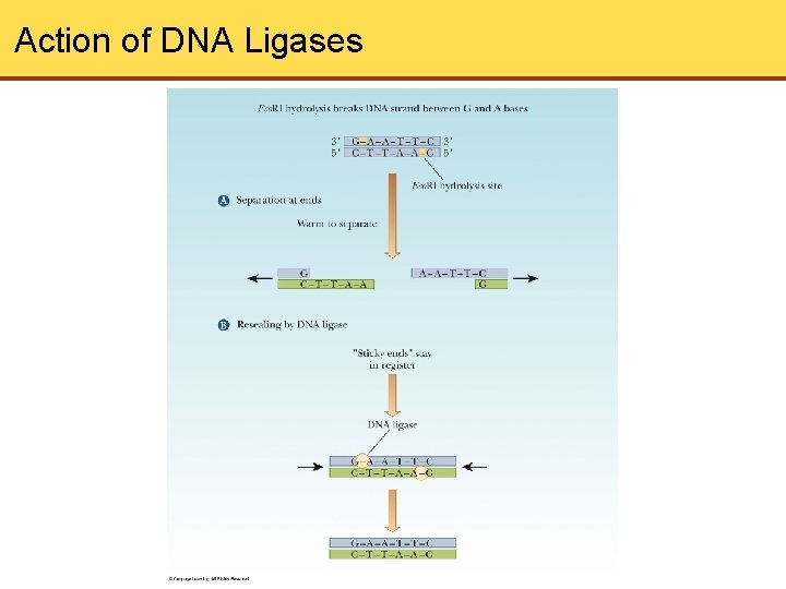 Action of DNA Ligases 
