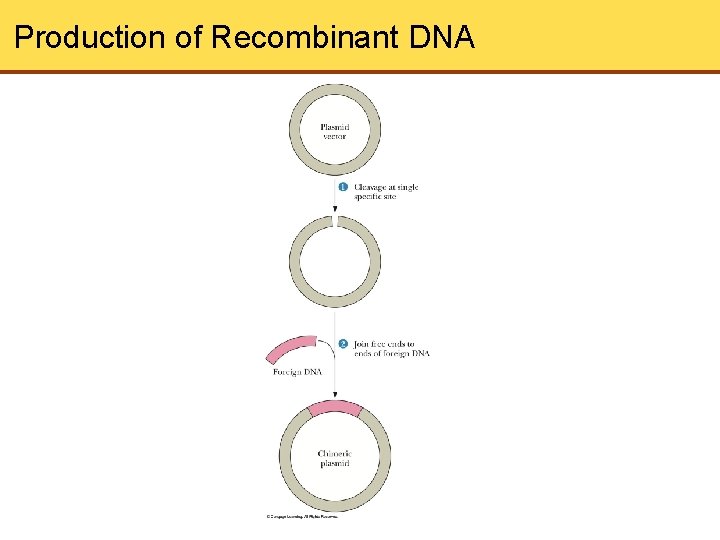 Production of Recombinant DNA 