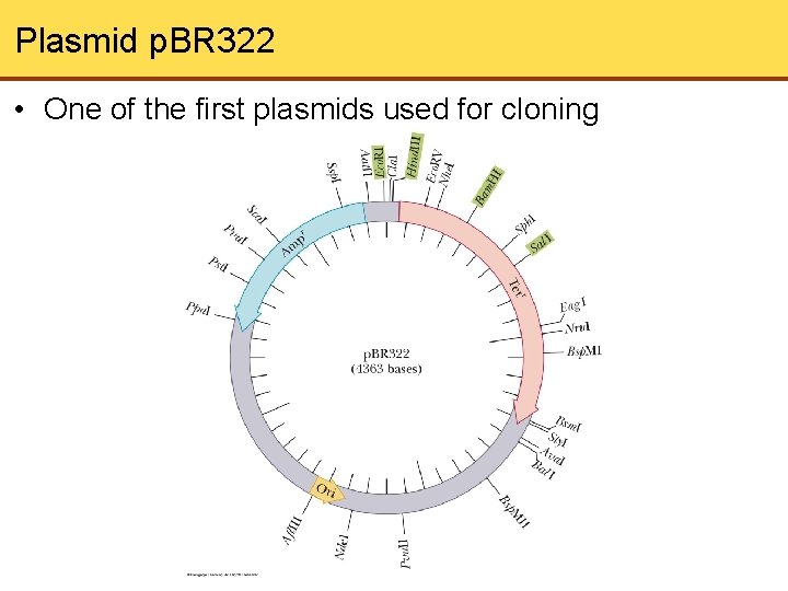 Plasmid p. BR 322 • One of the first plasmids used for cloning 