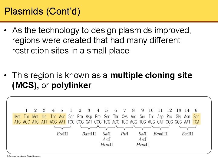 Plasmids (Cont’d) • As the technology to design plasmids improved, regions were created that