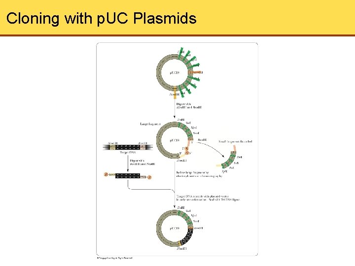Cloning with p. UC Plasmids 