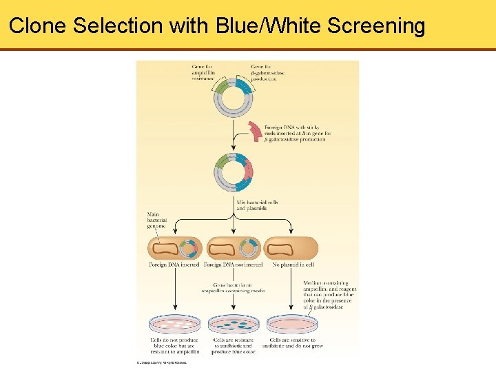 Clone Selection with Blue/White Screening 