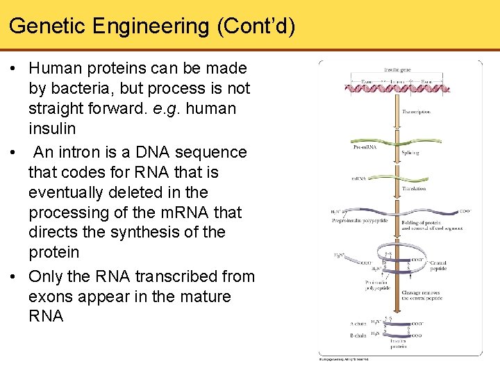 Genetic Engineering (Cont’d) • Human proteins can be made by bacteria, but process is