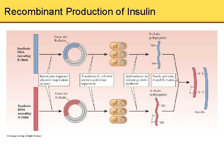 Recombinant Production of Insulin 