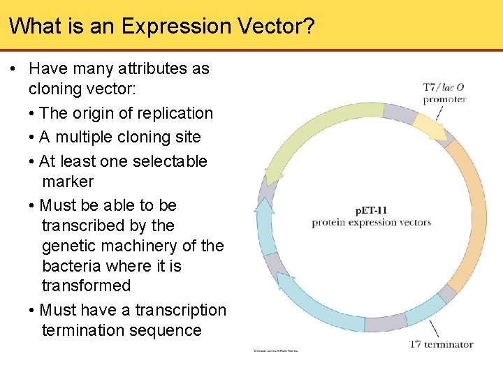 What is an Expression Vector? • Have many attributes as cloning vector: • The