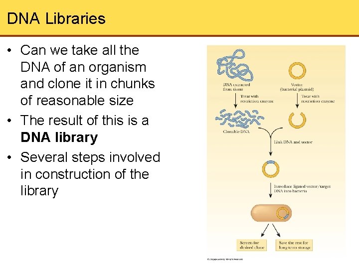 DNA Libraries • Can we take all the DNA of an organism and clone
