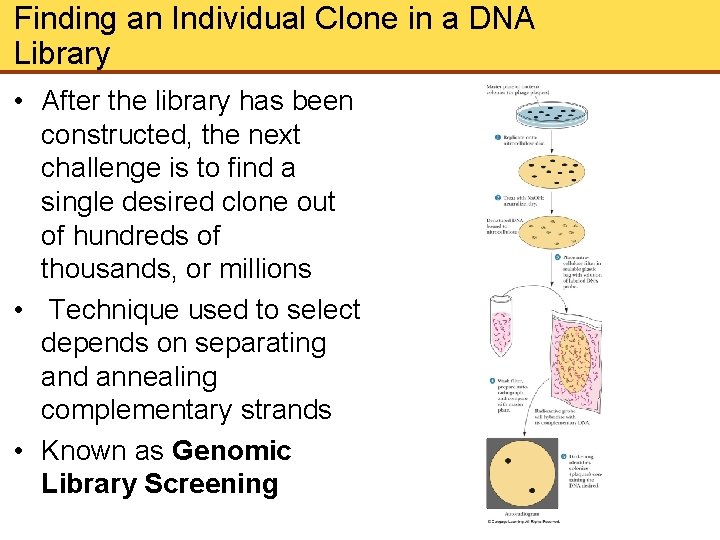 Finding an Individual Clone in a DNA Library • After the library has been