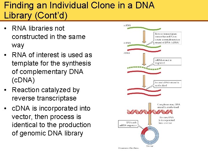 Finding an Individual Clone in a DNA Library (Cont’d) • RNA libraries not constructed