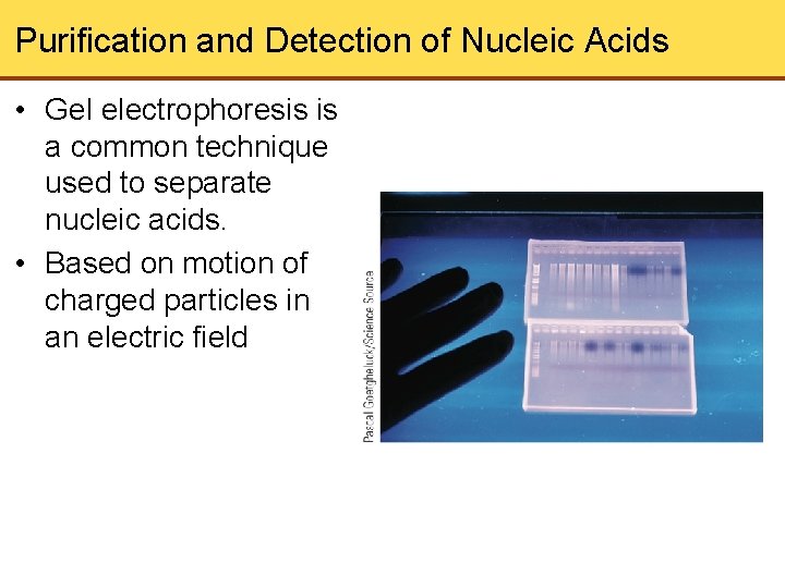 Purification and Detection of Nucleic Acids • Gel electrophoresis is a common technique used