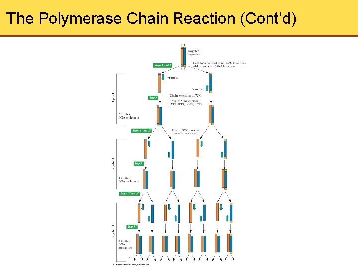The Polymerase Chain Reaction (Cont’d) 