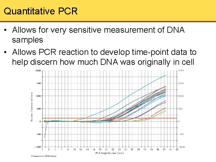 Quantitative PCR • Allows for very sensitive measurement of DNA samples • Allows PCR