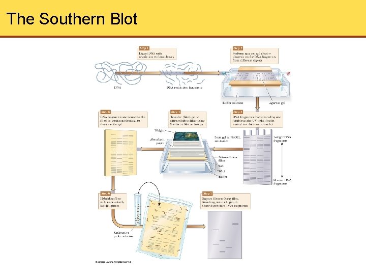 The Southern Blot 